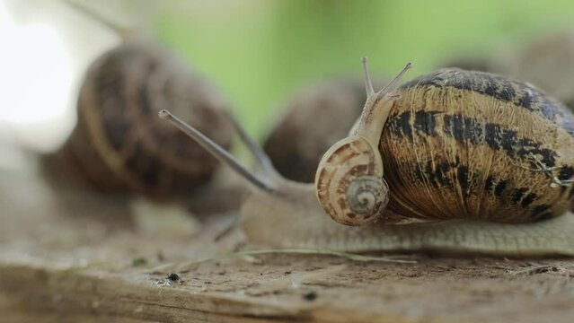 Young small snail climbs onto another large and older snail. Close up, breeding edible snails concept