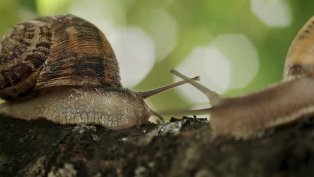 Macro shot of two snails moving slowly to each other. Helix Aspersa Muller Snail, Helix pomatia. Mucus of a wet common grape snail