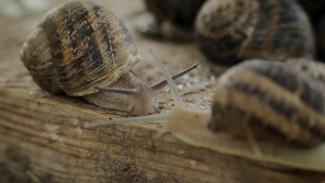Two snails moving slowly to each other. Helix Aspersa Muller Snail, Helix pomatia. Mucus of a wet common grape snail. Extremely close up