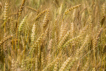 Campo de trigo a punto de ser cosechado dorado bajo el sol de verano.