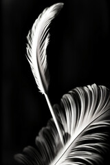 A Black And White Photo Of A Feather