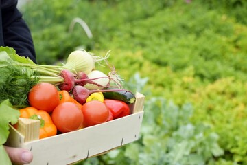 Person holds a wooden box with vegetables on the background of the vegetable garden.