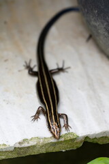 鉢の陰からトカゲ出現