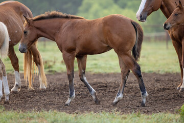 Naklejka na ściany i meble Quarter Horse Foal