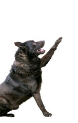 A black German Shepherd mixed breed dog raising its paw to give a high five