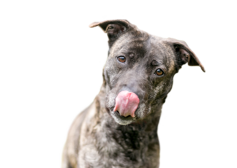 A brindle mixed breed dog licking its lips and looking at the camera with a head tilt