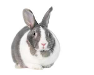 A female gray and white Dutch rabbit with blue eyes and a large dewlap