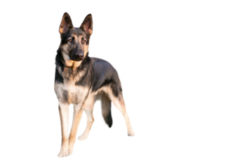 A purebred German Shepherd dog outdoors