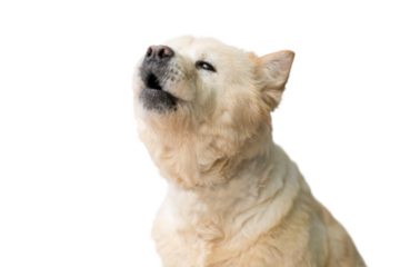 A sad homeless dog howling in an animal shelter