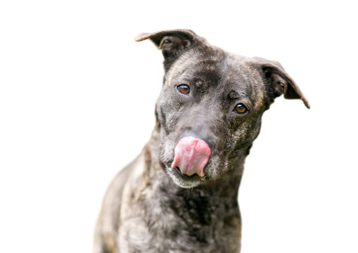 A brindle mixed breed dog licking its lips and looking at the camera with a head tilt