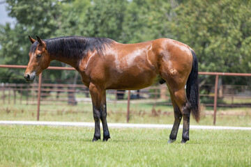 Fototapeta premium Quarter Horse Conformation Profile