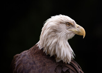 American Bald Eagle (Haliaeetus leucocephalus)
