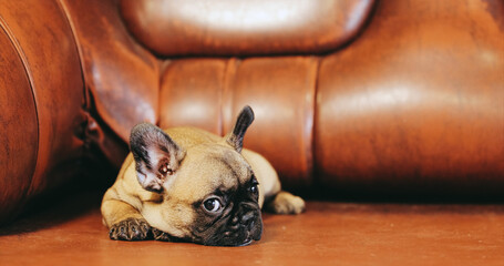 Young French Bulldog Dog Puppy Lies On Red Sofa Indoor. Funny Dog. Friendship Concept.