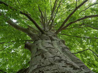 Blick von unten auf das Blätterdach eines Laubbaums