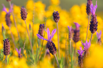 lavanda stoechas (cantueso)