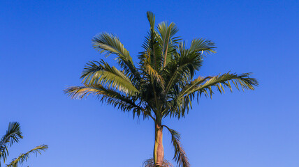 Obraz premium Uma árvore palmeira em um campo de golfe no Brasil