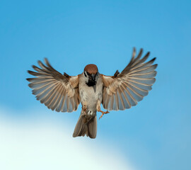 bird sparrow flies with wings and feathers spread wide against the blue sky