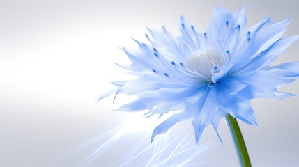 Closeup of beautful blue flower of cornflower. Summer flowers. Floral abstract background. Generative AI. Illustration for banner, poster, cover, brochure or presentation. - obrazy, fototapety, plakaty