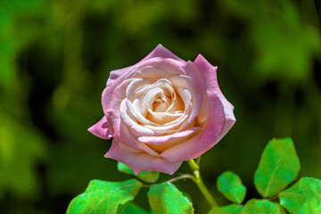 Blooming pink rose flower in a garden.