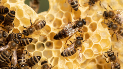Ruler of the Hive: Witnessing the Power of the Bee's Matron