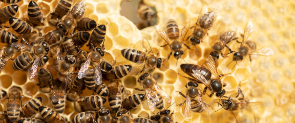 Beehive Royalty: A Captivating Glimpse of the Queen Bee