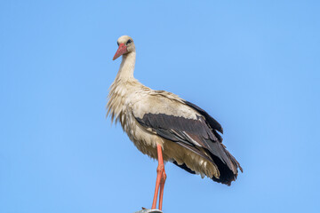 stork in a nest on a telegraph pole