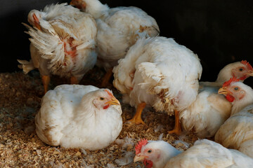 white broiler chicken in a cage for meat business
