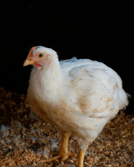 white broiler chicken in a cage for meat business