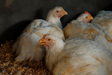 white broiler chicken in a cage for meat business