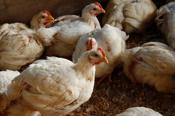 white broiler chicken in a cage for meat business