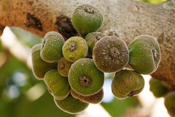 bunches of fresh organic fig fruits in a tree, is an edible fruit of Ficus carica