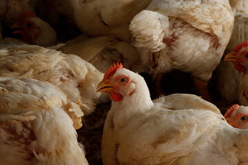 white broiler chicken in a cage for meat business