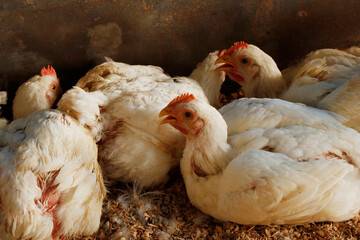 white broiler chicken in a cage for meat business