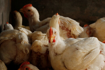 white broiler chicken in a cage for meat business