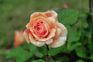 Blooming pink rose flower in a garden.