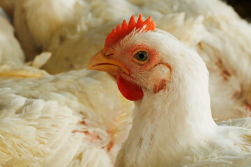 white broiler chicken in a cage for meat business