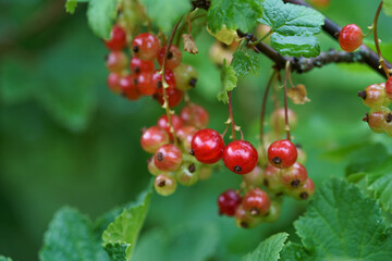 Bush of red currants in the garden, natural light, top view