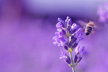 Lavender Delight: Witnessing the Bee's Affinity for Floral Splendor