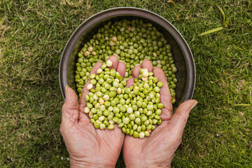 Naklejka na ściany i meble A bunch of green pigeon peas in open hands of an old woman from puerto rico 