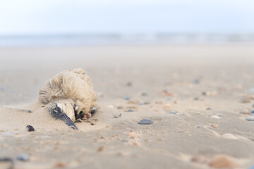 Dead seagull at the beach