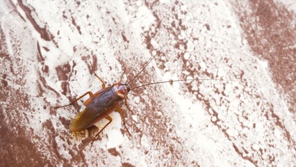 Red cockroach running on a wooden surface