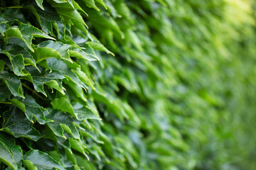 Enchanting Blur: Celebrating the Delicate Natural Background