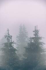 spruce in the white mist high in the mountains. High quality photo