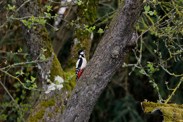 woodpecker on tree