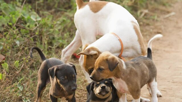 The stray dog is playing with the puppies.