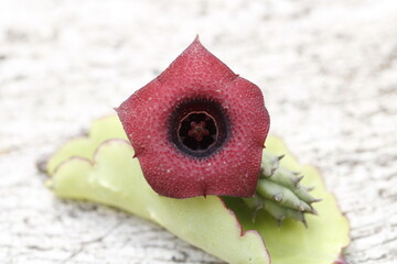 close up de flor de stapelia incomparabilis color rojo magenta y negro sobre hoja de kalanchoe...