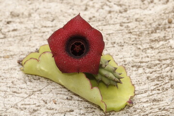 flor de stapelia incomparabilis color rojo magenta y negro sobre hoja de kalanchoe verde sobre piso gris