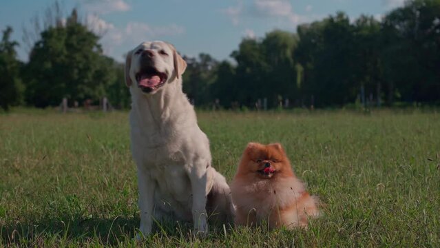 Two dogs, a large and a small Labrador and a Spitz, sit in the hot summer sun in a green lawn. 