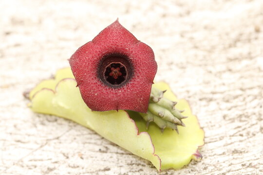 flor de stapelia incomparabilis color rojo magenta y negro sobre hoja de kalanchoe verde sobre piso gris