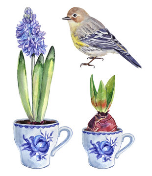 Watercolor hand-painted illustrations of a hyacinth bulb and hyacinth flowers in a vintage ceramic cup, and a bird on a transparent background.